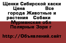 Щенки Сибирской хаски › Цена ­ 18 000 - Все города Животные и растения » Собаки   . Мурманская обл.,Полярные Зори г.